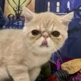 エキゾチックショートヘア【大阪府・男の子・2025年6月29日・クリームタビー】の写真5