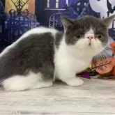 ミヌエット(短足)【大阪府・男の子・2025年5月29日・ブルー&ホワイト】の写真6