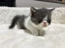 ミヌエット(短足)【大阪府・男の子・2025年5月29日・ブルー&ホワイト】の写真8