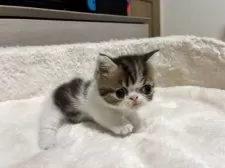 ミヌエット(短足)【大阪府・男の子・2025年5月29日・ブラウンタビー&ホワイト】の写真8