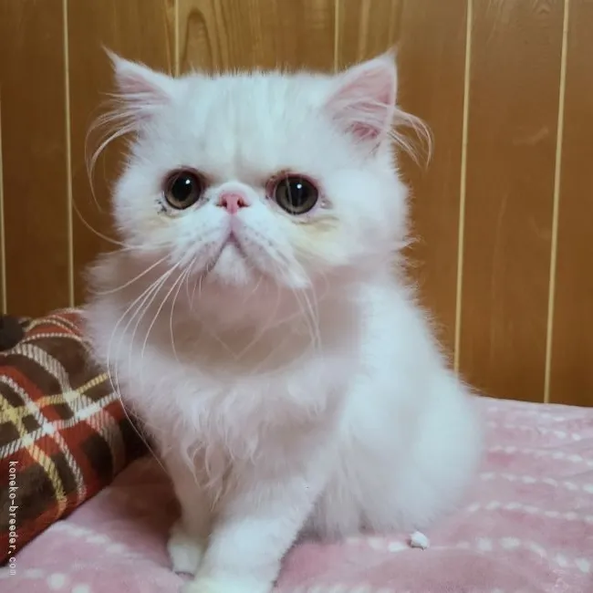 ID:2110-00977の子猫