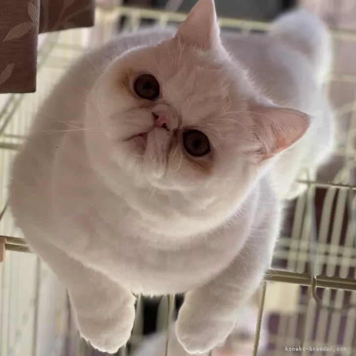 エキゾチックショートヘア【熊本県・男の子・2023年6月4日・ホワイト】の写真1「12月15日撮影💁🏻‍♀️💕💕💕」