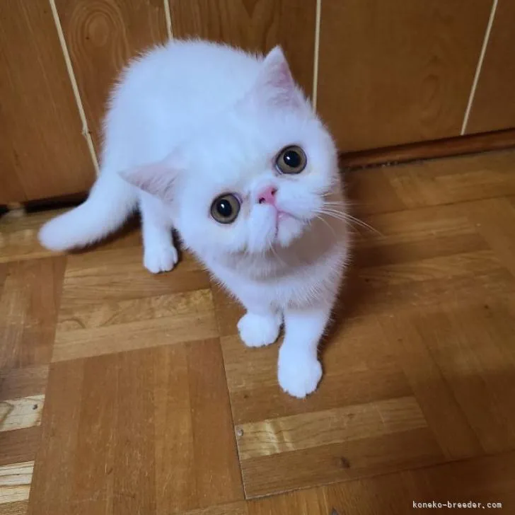 エキゾチックショートヘア【熊本県・女の子・2022年5月15日・ホワイト】の写真1「10/9撮影🤳」