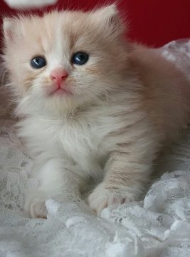 マンチカン【熊本県・男の子・2014年5月20日・クリーム&ホワイト（セミロング）】の写真「モコモコのコロコロで凄く可愛くなりました。」