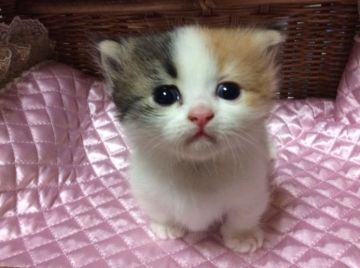 マンチカン【熊本県・女の子・2015年5月8日・キャリコ（セミロング）】の写真「モコモコ短足女の子😸」