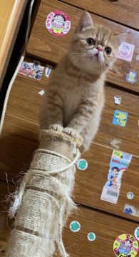 エキゾチックショートヘア【熊本県・男の子・2018年11月29日・レッドスポッテドタビー（ショート）】の写真「💓💓僕を見に来てほしいモン🐱🐱❣️❣️❣️」