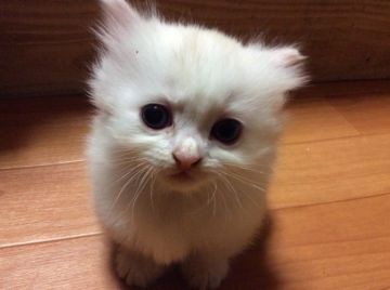 マンチカン【熊本県・女の子・2015年5月8日・クリーム&ホワイト（セミロング）】の写真「モコモコ短足の女の子です😻」