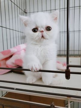 エキゾチックショートヘア【熊本県・女の子・2021年4月1日・ショート（ホワイト）】の写真「遊び好きの女の子🎀♀です」