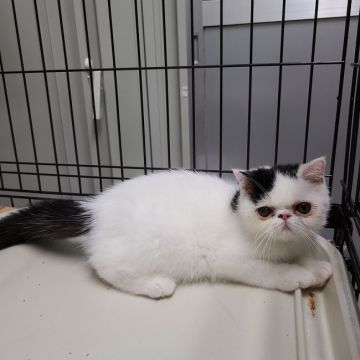 エキゾチックショートヘア【熊本県・女の子・2021年6月4日・ブラック&ホワイト（ショート）】の写真「ちょっと小柄ですが、元気な女の子です♀️」