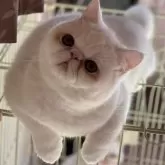 エキゾチックショートヘア【熊本県・男の子・2023年6月4日・ホワイト】の写真1「12月15日撮影💁🏻‍♀️💕💕💕」