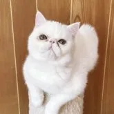 エキゾチックショートヘア【熊本県・男の子・2023年6月4日・ホワイト】の写真2「11月24日撮影🌈」