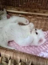 エキゾチックショートヘア【熊本県・女の子・2021年4月1日・ショート】の写真3「遊ぶのだーいすき❤️」