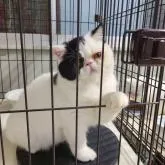 エキゾチックショートヘア【熊本県・男の子・2022年5月18日・ホワイト】の写真4「夜🌃✨はケージに入って寝るょ💤💤」