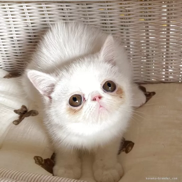 エキゾチックショートヘア【熊本県・女の子・2025年8月11日・ホワイト】の写真1