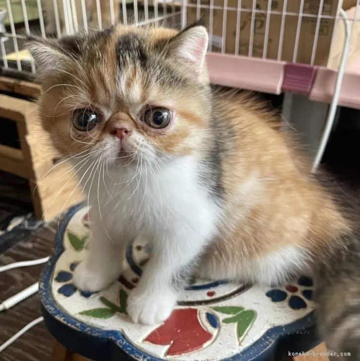 ID：2509-00094の子猫