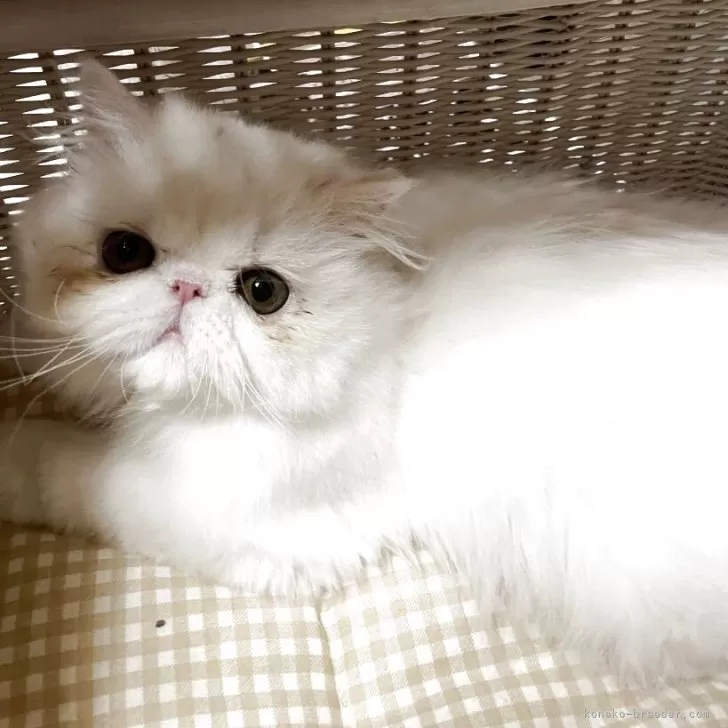 エキゾチックショートヘア【熊本県・男の子・2025年9月25日・ブルー&amp;ホワイト】の写真1