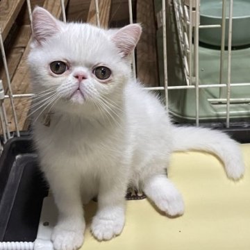 エキゾチックショートヘア【熊本県・女の子・2025年8月11日・ホワイト（ショート）】の写真「マシュマロみたいな女の子 Ｎｏ2」