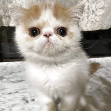 エキゾチックショートヘア【熊本県・男の子・2025年8月27日・レッド&ホワイト（ショート）】の写真「小柄ですが、パワフルなボク」