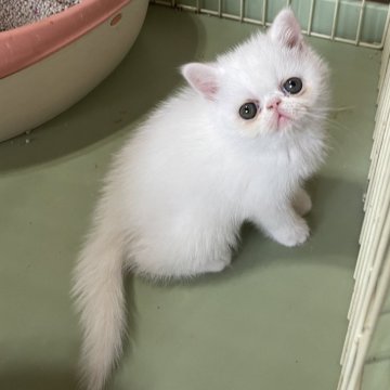 エキゾチックショートヘア【熊本県・女の子・2025年8月11日・ホワイト（ショート）】の写真「マシュマロみたいな女の子( ơ ᴗ ơ )」
