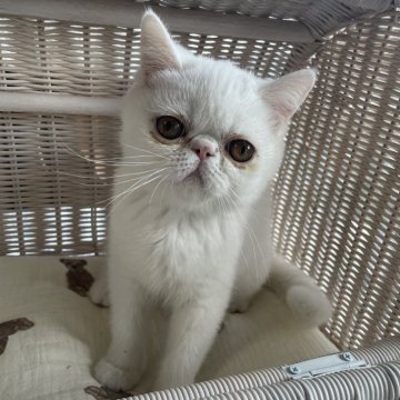 エキゾチックショートヘア【熊本県・女の子・2025年8月11日・ホワイト（ショート）】の写真「マシュマロみたいな女の子 Ｎｏ2」