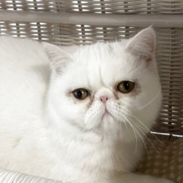 エキゾチックショートヘア【熊本県・女の子・2025年8月11日・ホワイト（ショート）】の写真「マシュマロみたいな女の子 Ｎｏ2」