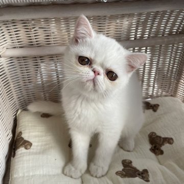 エキゾチックショートヘア【熊本県・女の子・2025年8月11日・ホワイト（ショート）】の写真「マシュマロみたいな女の子 Ｎｏ2」