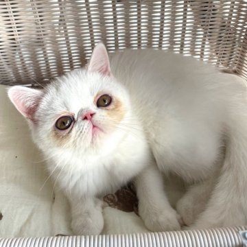 エキゾチックショートヘア【熊本県・女の子・2025年8月11日・ホワイト（ショート）】の写真「マシュマロみたいな女の子( ơ ᴗ ơ )」