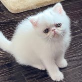エキゾチックショートヘア