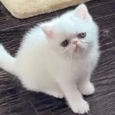 エキゾチックショートヘア