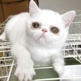 エキゾチックショートヘア