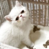 エキゾチックショートヘア