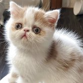 エキゾチックショートヘア