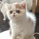 エキゾチックショートヘア