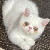 エキゾチックショートヘア