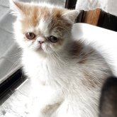 エキゾチックショートヘア