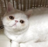 エキゾチックショートヘア