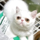 エキゾチックショートヘア