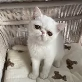 エキゾチックショートヘア