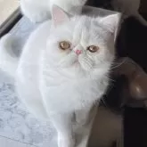 エキゾチックショートヘア