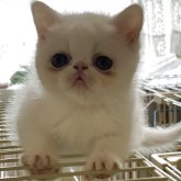 エキゾチックショートヘア