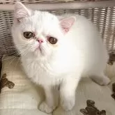 エキゾチックショートヘア