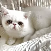 エキゾチックショートヘア【熊本県・女の子・2025年8月11日・ホワイト】の写真2