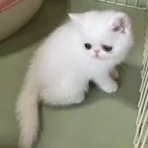 エキゾチックショートヘア【熊本県・女の子・2025年8月11日・ホワイト】の写真5