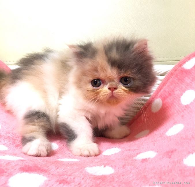 ID:1806-00265の子猫