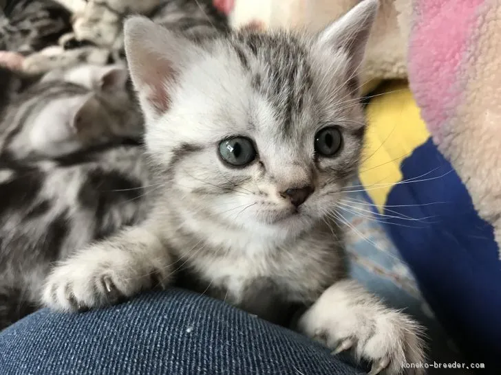 ID：1905-00075の子猫