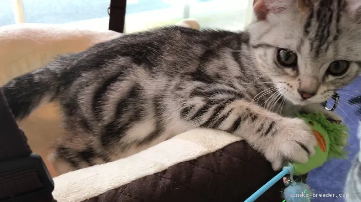 アメリカンショートヘア【東京都・男の子・2019年3月29日・シルバータビー】の写真1「おもちゃもハンモックも独り占め〜〜」