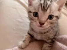 アメリカンショートヘア【東京都・男の子・2020年2月23日・シルバータビー】の写真2