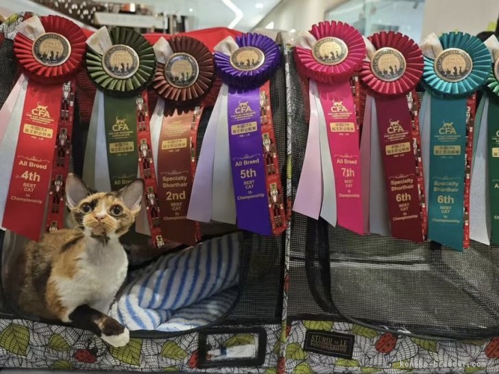 CFAキャットショーで日本のデボンレックスで唯一世界最高タイトルを獲得しています。日本初です。｜水野　かおり(みずの　かおり)ブリーダー(愛知県・スコティッシュフォールドなど・CFA/TICA/国内血統書登録)の紹介写真5