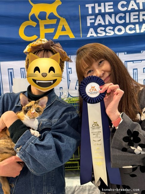CFAキャットショーにて。｜水野　かおり(みずの　かおり)ブリーダー(愛知県・スコティッシュフォールドなど・CFA/TICA/国内血統書登録)の紹介写真8
