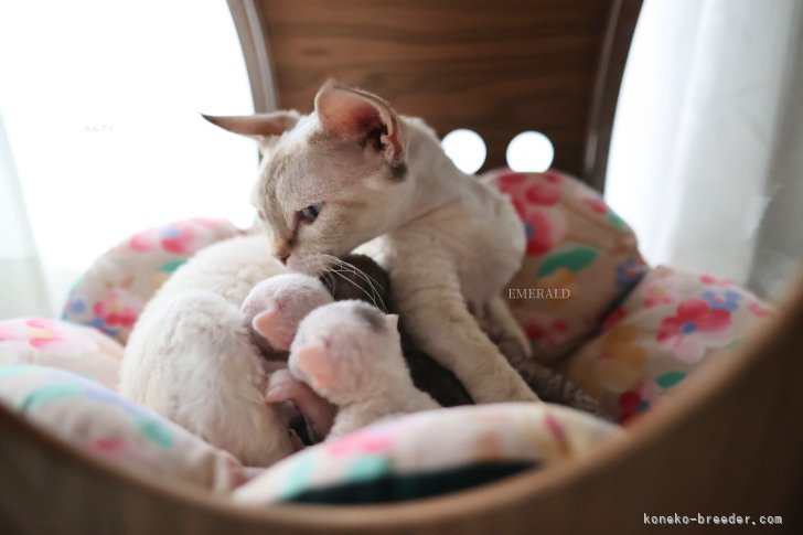水野かおりブリーダーのブログ：9月5日に子猫が誕生しました。